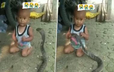 Viral Video: অবাক এক কাণ্ড!  শিশুর খেলার সঙ্গী নাকি কিং কোবরা সাপ! (দেখুন ভিডিও)