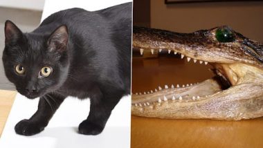 Black cat drags whole Alligator head: মাছের বদলে বিড়ালের মুখে কুমিরের মাথা! দেখুন ছবি