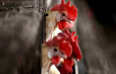 Bird Flu: করোনার থেকে ১০০ গুণ বেশী বিপজ্জনক বার্ড ফ্লু, মৃত্যুর হার ৫০ শতাংশ