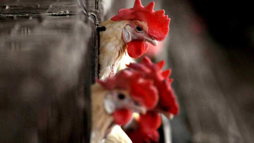 Bird Flu Scare: বার্ড ফ্লুর ভয়াবহতা, কাঁচা মাংস খেয়ে প্রাণ গেল ২ বছরের শিশুর,  আতঙ্ক কাঁপছে গোটা পাড়া