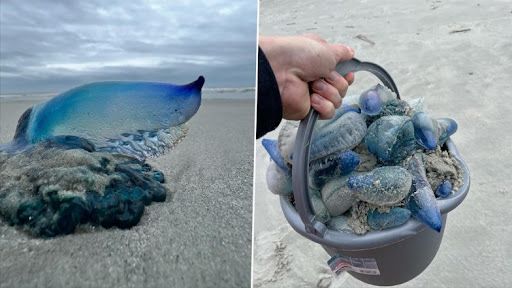 Deadly Blue Creatures: সাউথ ক্যারোলিনার সমুদ্র সৈকতে নীল রঙের বিরল প্রাণীর ছবি ভাইরাল(দেখুন ছবি)