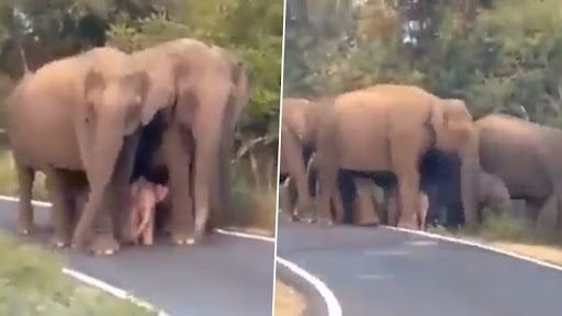 Baby Elephant Viral Video: দুলকি চালে হাতির পালের বন গমনের মিষ্টি ভিডিও ভাইরাল সোশ্যাল মিডিয়ায়