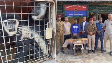 Mizoram Animal Smuggling: মিজোরামে দুটি লুপ্তপ্রায় কলোবাস বানর এবং একটি কুমীর সহ গ্রেফতার এক পশুপাচারকারী
