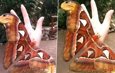 Video of A Huge Atlas Moth Bigger Than a Human Hand Goes Viral; দেখতে পাওয়া গেল মানুষের হাতের থেকেও বড় আকারের এক অ্যাথলাস মথ (দেখুন ভিডিও)