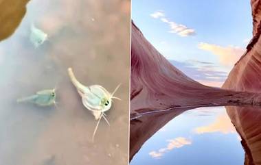 Living Fossils in Arizona: অ্যারিজোনায় দেখা মিলল ডাইনোসরের সমসাময়িক এক প্রজাতি চিংড়ির, দেখুন সেই ছবি