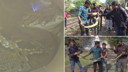 Burmese Pythons Rescued In Fulbari: সরকারি অফিসের পাইপের মধ্যে থেকে উদ্ধার দুটি বার্মিজ অজগর