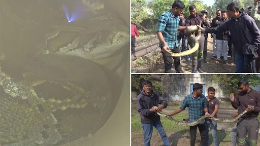 Burmese Pythons Rescued In Fulbari: সরকারি অফিসের পাইপের মধ্যে থেকে ...