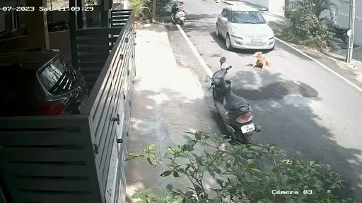 Hit And Run Case: অমানবিক ঘটনা সাক্ষী বেঙ্গালুরুর মুথুরায়নগর, পথ কুকুরকে নিজের সুইফট গাড়ি দিয়ে পিষে দিল এক ব্যক্তি(দেখুন ভিডিও)