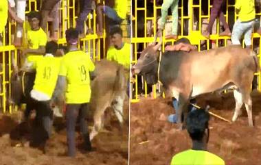 Jallikattu Event 2023: তিরুচিরাপল্লি জেলার সোরিউর গ্রামে শুরু হল বছরের প্রথম জাল্লিকাট্টূ, অংশ নেবে প্রায় ৬০০ টি ষাঁড় (দেখুন ভিডিও)