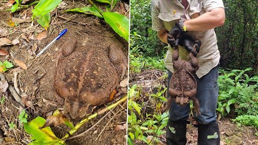 Toadzilla: অস্ট্রেলিয়ার রেন ফরেস্টে দেখা মিলল বিশালাকার ব্যাঙের, দেখুন সেই অদ্ভূতদর্শন প্রাণীর ভিডিয়ো