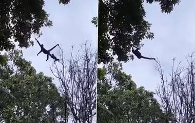 Monkey: অবিশ্বাস্য দক্ষতায় সন্তানকে এক গাছ থেকে অন্য গাছে নিয়ে যাচ্ছে মা হনুমান, দেখুন ভিডিয়ো