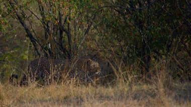 Panther Spotted in Bharatpur: ভারতপুরের লোকালয়ে ঘুরে বেড়াচ্ছে কালো চিতা, হাড়হিম করা ভিডিয়ো