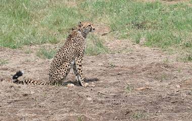 Cheetah Died: নামিবিয়া থেকে ভারতে আনা মহিলা চিতার মৃত্যু, শাশাকে হারিয়ে কুনোয় চোখে জল