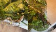 Live Lizard in Spinach Bag: জঘন্য, জ্যান্ত টিকটিকি চড়ে বেড়াচ্ছে পালং শাকের প্যাকেটের ভিতর