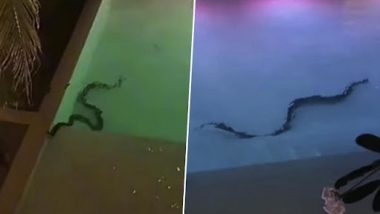 Giant Snake In Swimming Pool: থাইল্যান্ডের সুইমিং পুলে চড়ছে বিশালাকৃতির সাপ, দেখুন
