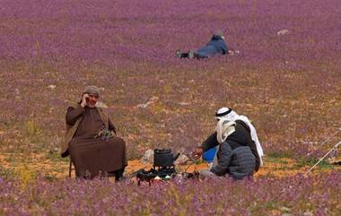 Purple Flowers in Desert: শীতকালীন বৃষ্টিপাতে আরবের মরুভূমি ভরে গেল ফুলে ফুলে (দেখুন সেই ছবি)