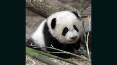 Panda: জাপান থেকে চিনের পথে পান্ডা, দেখতে উপচে ভিড় চিড়িয়াখানায়