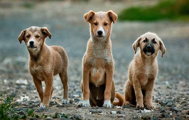 HC On Guards Using Sticks To Scare Dogs: লাঠি হাতে কুকুরদের ভয় দেখালে আবাসন কর্তৃপক্ষকে ব্যবস্থা নেওয়ার আদেশ বম্বে হাইকোর্টের