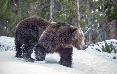 3500 Year Old Bear: ৩৫০০ বছরের পুরনো ভালুকের অটোপসি সাইবেরিয়ায়