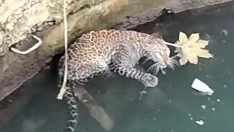 Leopard Stuck into Well: কুয়োর মধ্যে আটকে চিতা বাঘ, উদ্ধারে বনদপ্তর কর্মী