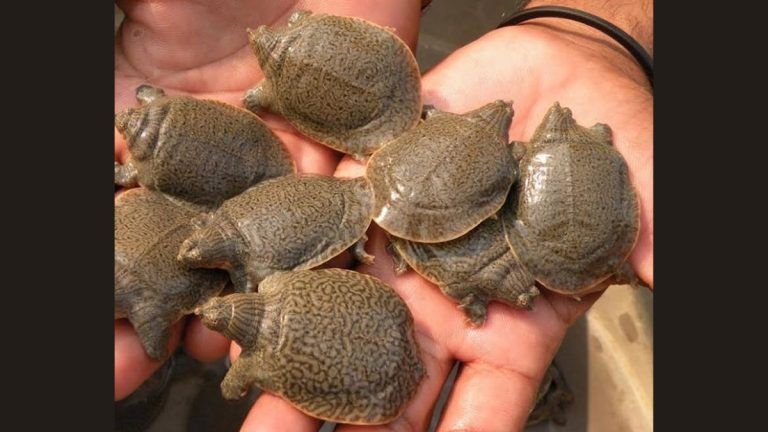 Turtles smuggling: কয়েক লক্ষ টাকার কচ্ছপের চোরাচালান, আটক ৯ পাচারকারী