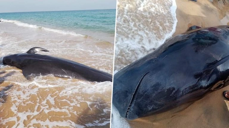 Whales in Sri Lanka: শ্রীলঙ্কার সমুদ্র সৈকতে আটকা পড়ল ১৪টি পাইলট তিমি (দেখুন ভিডিও)