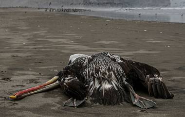 Avian Influenzas in South America: আর্জেন্টিনা এবং উরুগুয়ের বন্য পাখিতে দেখা গেল পাওয়া এভিয়ান ইনফ্লুয়েঞ্জার প্রথম ঘটনা