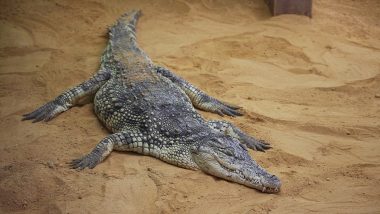 Alligator Attack in US: পোষ্যকে নিয়ে হাঁটতে বেরিয়ে কুমিরের আক্রমণ, বেঘোরে প্রাণ হারালেন বৃদ্ধা