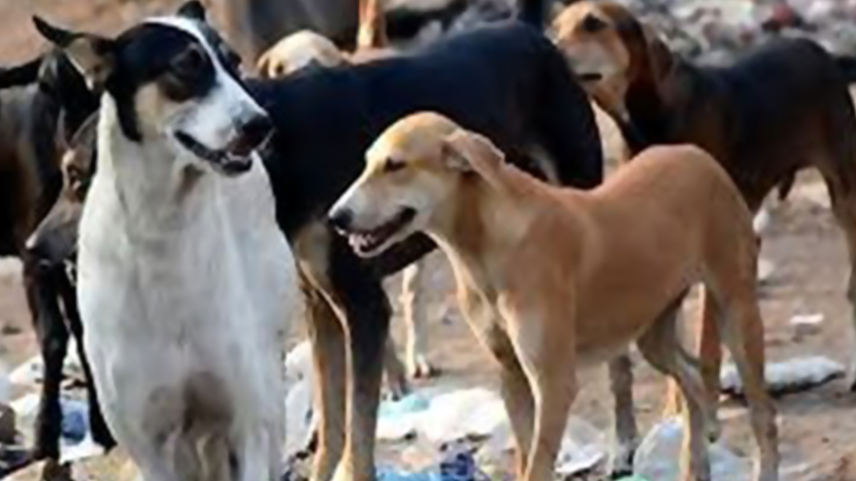 Dogs: ঝুনঝুনুতে ২৫টি কুকুরকে নৃশংসভাবে হত্যা, অভিযুক্তর বিরুদ্ধে মামলা দায়ের