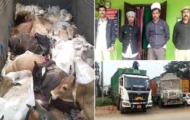 Cattle Smuggling: বড়সড় গরু পাচারের ছক বানচাল, নগাঁও পুলিশের নজরদারীতে উদ্ধার ২৪টি গবাদি পশু; গ্রেফতার দুই