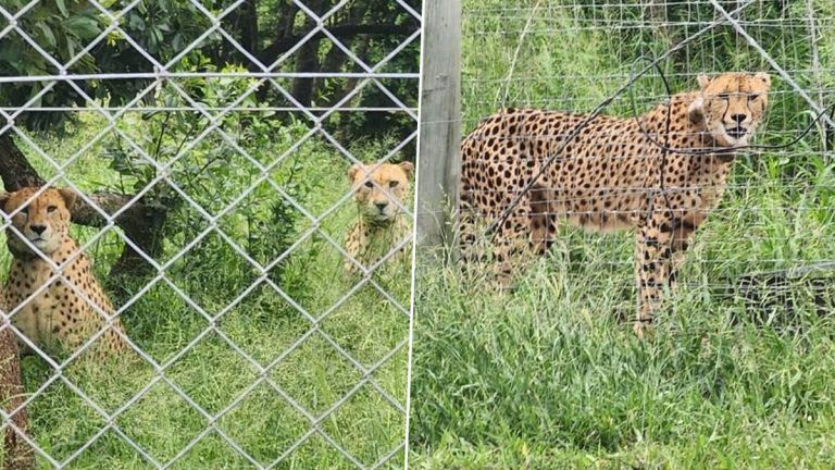 Cheetahs Are Brought From South Africa: গ্লোবমাস্টারে চড়িয়ে দক্ষিণ আফ্রিকা থেকে আসছে ১২টি চিতা