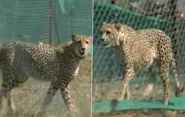 African Cheetah in India: দক্ষিণ আফ্রিকা থেকে দেশে এল ১২ টি চিতা, রইল ভিডিয়ো