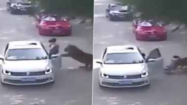 Tiger Attack On Woman Video: চিড়িয়াখানায় গাড়ি থেকে নামতেই মহিলাকে টেনে নিয়ে গেল বাঘ, দেখুন ভিডিয়ো