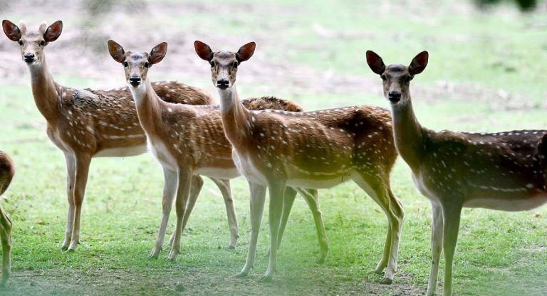 Madhya Pradesh: বান্ধবগড় টাইগার রিজার্ভে ছাড়া হল ১৯ টি হরিণ