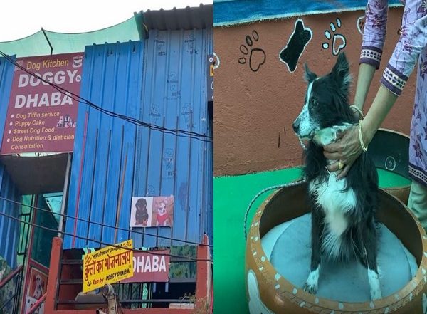 Doggy Dhaba: সারমেয়দের জন্য অভিনব উদ্যোগ! কুকুরদের জন্য থাকা ও খাওয়ার ধাবা খুললেন ইন্দোরের দম্পতি