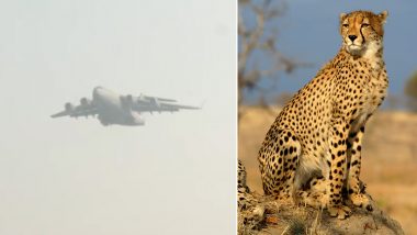 Cheetah in India: ভারতীয় বায়ুসেনার বিমানে দক্ষিণ আফ্রিকা থেকে উড়ে এল ১২ টি চিতা, কুনোতে ৮ থেকে বেড়ে চিতা হবে ২০ (দেখুন ভিডিও)