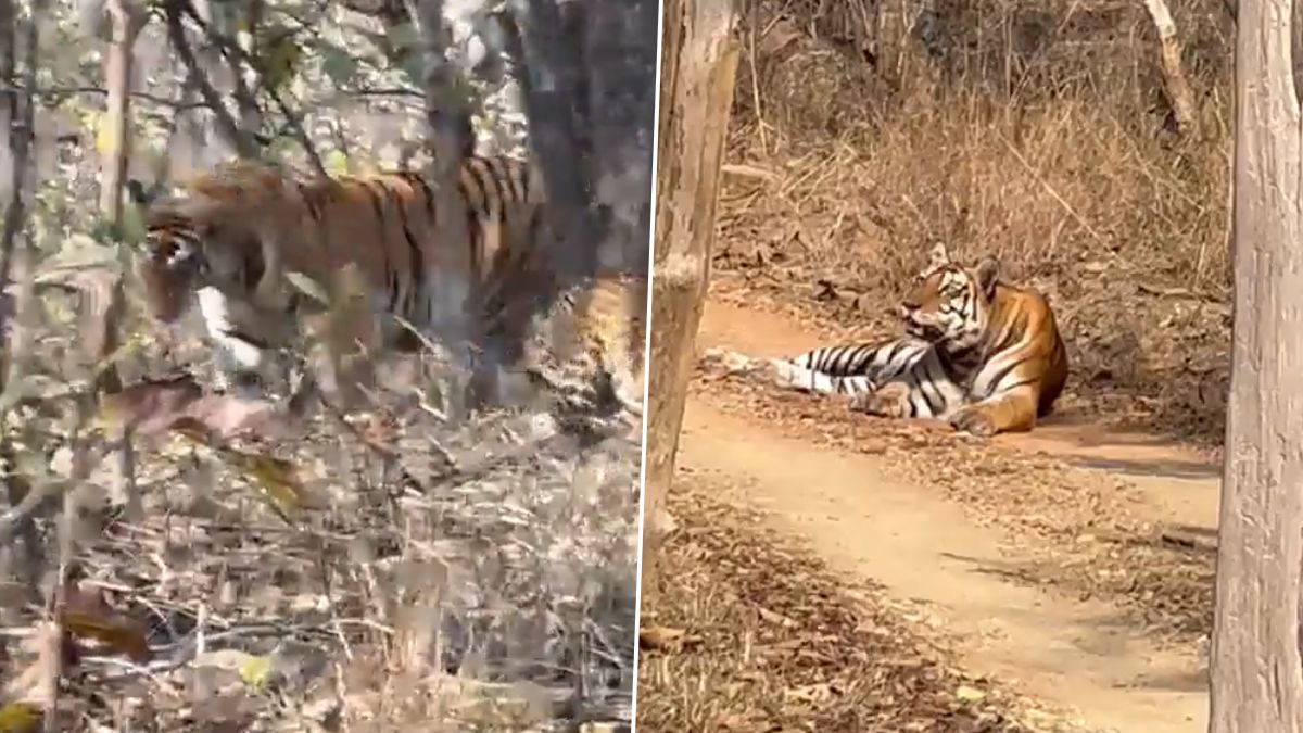 Leopard And Tiger: জঙ্গলে চিরশত্রু বাঘের সঙ্গে খেলায় মেতেছে চিতাবাঘ, দেখুন মজার ভিডিয়ো