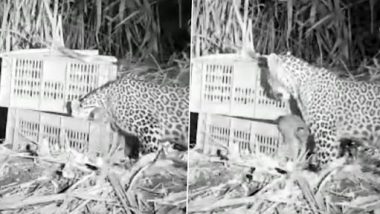 Leopard Cubs Reunited With Mother: দুই সন্তানকে কাছে পেয়ে আনন্দে মেতে উঠেছে মা, দেখুন মাতৃস্নেহের ভিডিয়ো