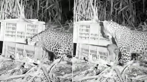 Leopard Cubs Reunited With Mother: দুই সন্তানকে কাছে পেয়ে আনন্দে মেতে উঠেছে মা, দেখুন মাতৃস্নেহের ভিডিয়ো