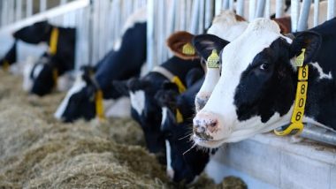 Mad Cow Disease: নতুন আতঙ্ক! নেদারল্যান্ডসে খোঁজ মিলল বিরল ম্যাড কাউ ডিজিজের