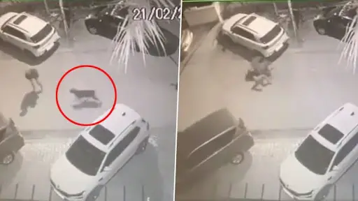 Dog Attack in Chandigarh:মালিকের উপর চড়াও হয়ে ছোট্ট পোমেরানিয়ানকে মেরে ফেলল বড় কুকুর, মর্মান্তিক ভিডিয়ো