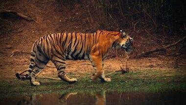 Tiger Death: উত্তরপ্রদেশ সরকারের পর এবার বাঘ মৃত্যুর তদন্তে ন্যাশন্যাল টাইগার কনজারভেশন অথোরিটি