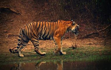 Tiger: যেখানে বাঘের ভয়, সেখানে কার্ফু হয়! শার্দুল আতঙ্কে উত্তরাখণ্ডের গ্রামে জারি ১৪৪ ধারা