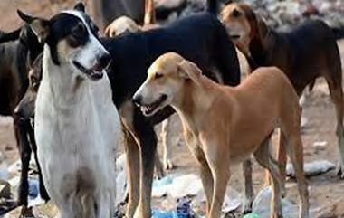 Dog Attack in Gujarat: পথ কুকুরের কামড়ে বেঘোরে প্রাণ হারাল ৪ বছরের শিশু