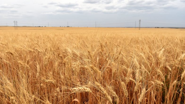 India to harvest record wheat: ভারতে গমের রের্কড ফলনের সম্ভবনা