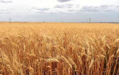 India to harvest record wheat: ভারতে গমের রের্কড ফলনের সম্ভবনা