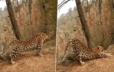 Leopard Performs ‘Surya Namaskar’: সকালে উঠে 'সূর্য নমস্কার' করছে চিতাবাঘ, জঙ্গলের অবাক করা ভিডিয়ো 