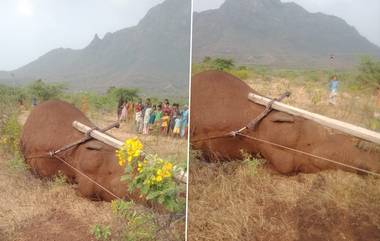 Tamil Nadu: কোয়েম্বাটরে বিদ্যুৎস্পৃষ্ট হয়ে পুরুষ হাতির মৃত্যু, দেখুন