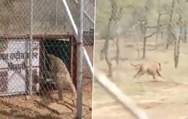 Madhav National Park: জাতীয় উদ্যানে বাঘ ছাড়লেন শিবরাজ সিং চৌহান ও জ্যোতিরাদিত্য সিন্ধিয়া, দেখুন ভিডিয়ো