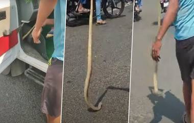 Snake on Moving Car: চলন্ত গাড়ির ভিতর লুকিয়ে বিশাল কিং কোবরা সাপ, দেখুন